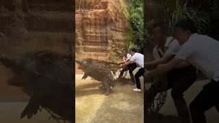 Download lagu How To Catch Boar With Net In Farm #pig #pigfarmvideo #viral #viralvideo #boar #wildboar #wildlife mp3