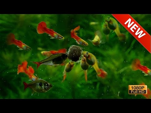 Guppies - Green Heaven