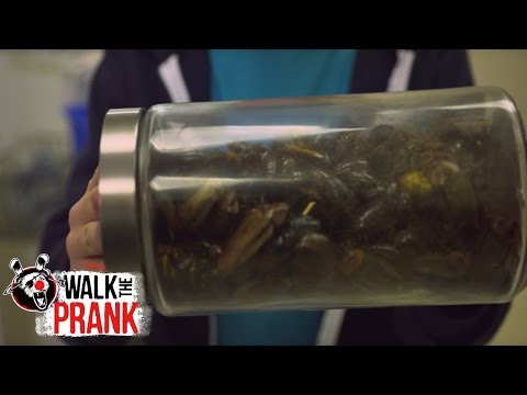 Lice Check | Walk the Prank | Disney XD