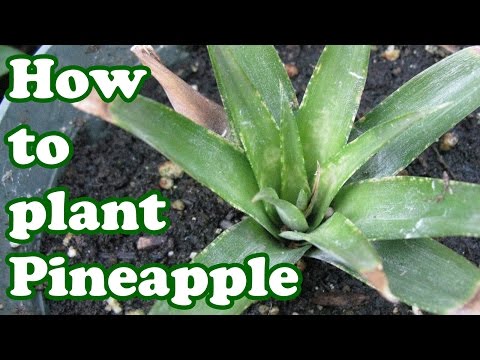 How to Grow PINEAPPLE TOP - Growing Pineapple from Top/Crown - Grow Tropical Fruits - GardenersLand