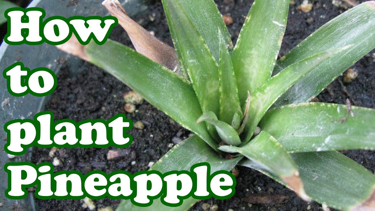 <h1 class=title>How to Grow PINEAPPLE TOP - Growing Pineapple from Top/Crown - Grow Tropical Fruits - GardenersLand</h1>