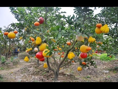 WOW! Most Amazing Fruits & Vegetables Farming Technique - Agriculture Technology