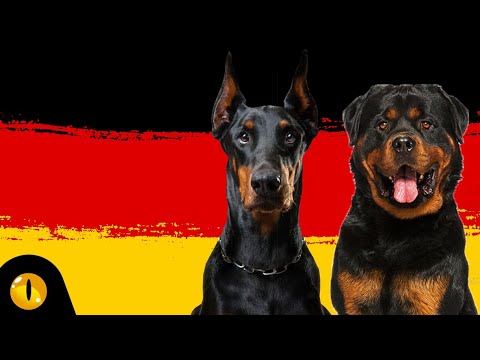10 MOST POPULAR GERMAN DOG BREEDS