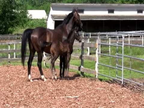 Five Star DSF colt sire Freestyle
