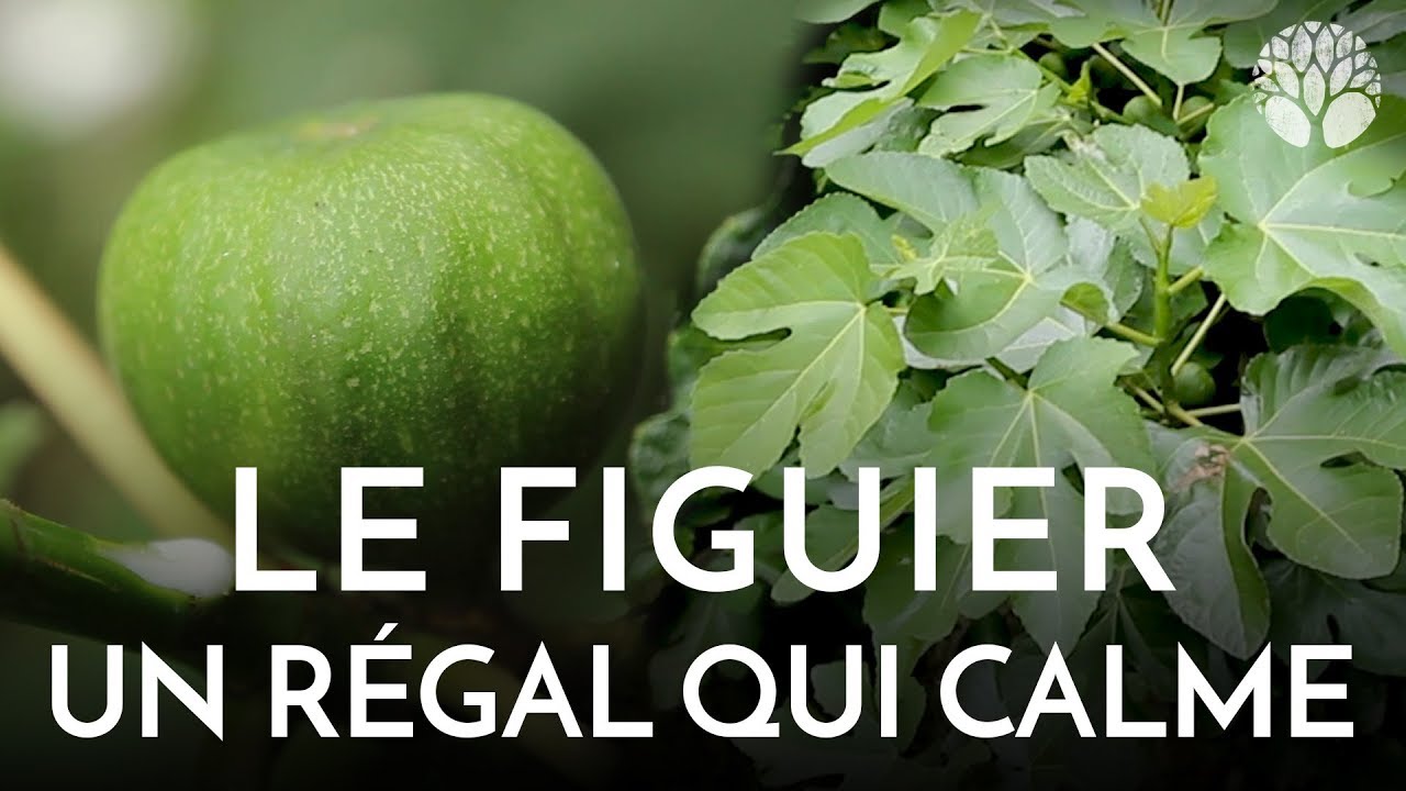 Le figuier, un régal qui calme