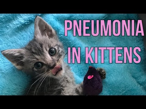 Helping Kittens Survive Pneumonia