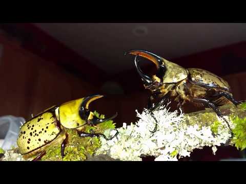 Nosorožtek východný (Dynastes tityus) — terárium, kŕmenie a správanie