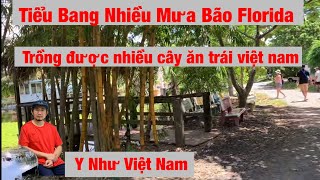 Có Phải Tiểu Bang Nhiều Mưa Bão FLORIDA Trồng Được Nhiều Cây Ăn Trái Việt Nam ? # 208