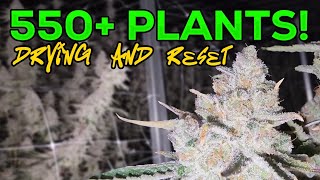 Drying 550 plants and RESET for next round!!!