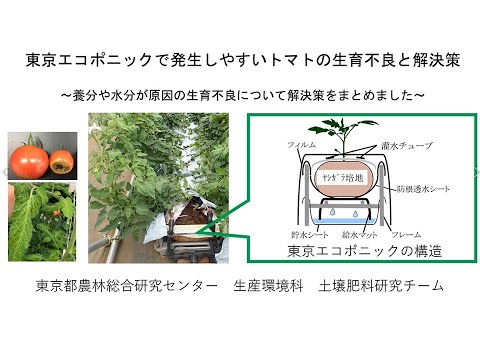 疫病トマト用の重曹