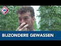 Watermeloenen, aloë vera en wasabi: steeds meer exoten in Westland geteeld - OMROEP WEST