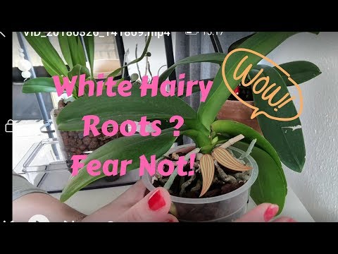 Do you have fuzzy hairs on your orchid roots? or do you fear its mold ?