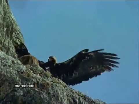 ΓΥΠΑΕΤΟς ΣΡΙΧΝΕΙ ΣΤΟ ΓΚΡΕΜΟ ΜΟΣΧΑΡΙ