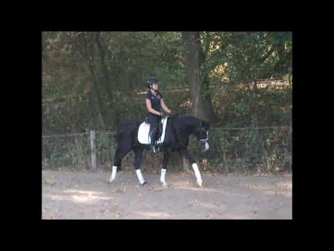 NAIROBI 9j. Reitpony v. Cracker Jack - Henry VB 7.500,- Euro