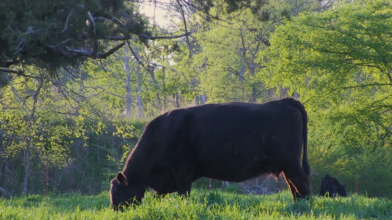 Make AI work for your cow herd