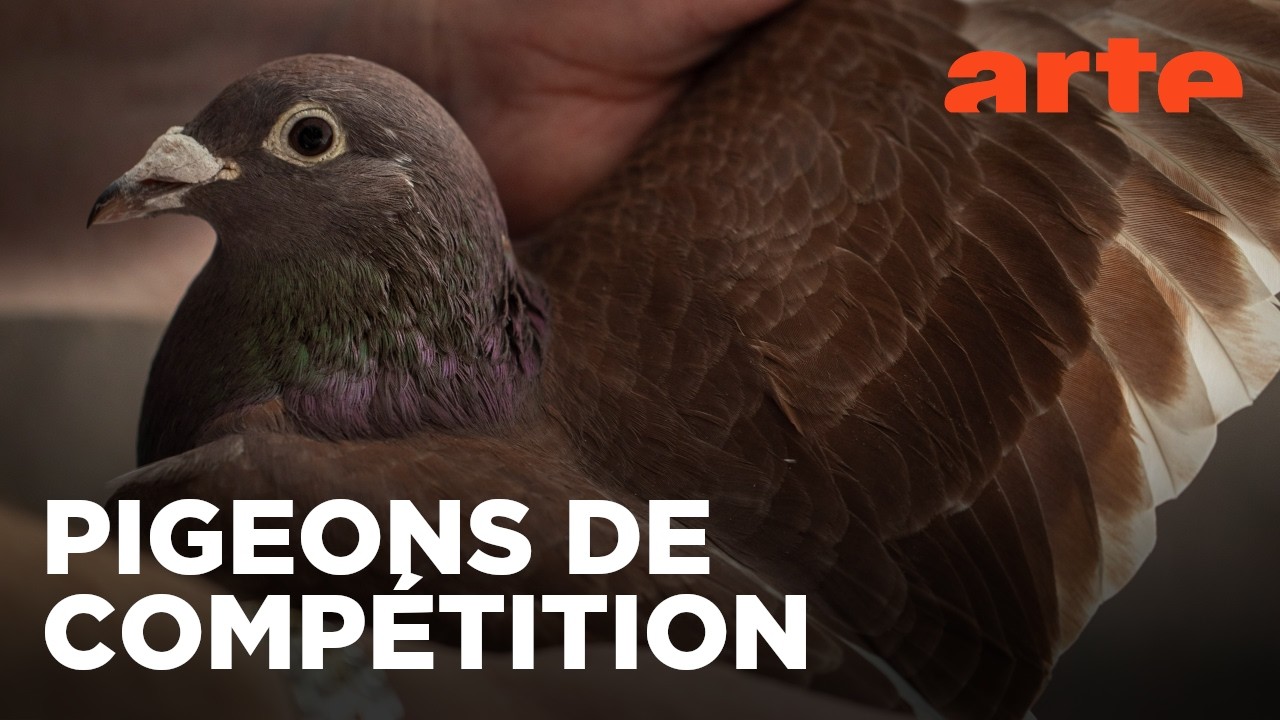 Une course, des pigeons et des millions | ARTE