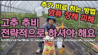 고추는 전략적 추가 비료가  매우 중요합니다. Additional fertilizer to peppers s…