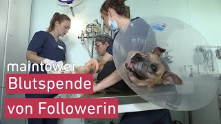 Im Einsatz in der Tierklinik I maintower