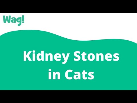 How to treat kidney stones in cats