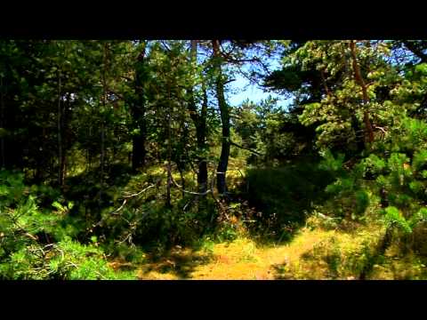 Straight from the Woods, episode 16/14