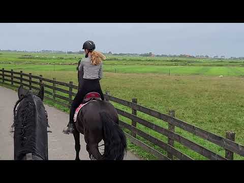 Stal Okkema's Duvel - Hette x Beart - gelding - 2017 - riding in traffic
