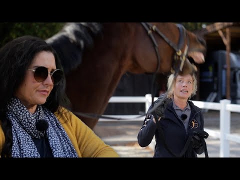 Geschundener Wallach hilft seiner Besitzerin nach Schicksalsschlag - Pferd soll glücklich werden