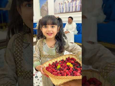 التوت حق الاولاد ولا البنات 😯🤣