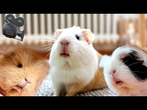 1 Hour REALTIME Guinea Pig Cam