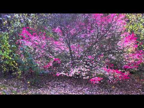 Fall Season Wellesley MA