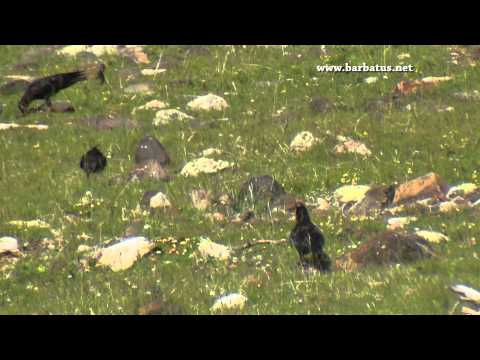 Chova piquirroja ( Pyrrhocorax pyrrhocorax ) Chough