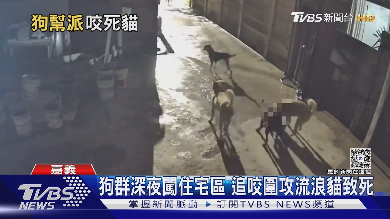 影音/深夜突現「狗群幫派」咬貓致死! 民眾質疑人為蓄意放狗