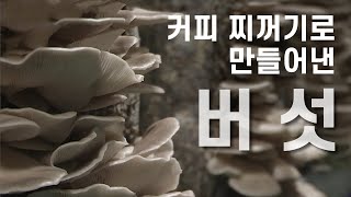 커피 찌꺼기로 버섯을 재배한다?  / YTN 사이언스