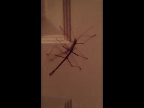 Stick Bug Dances to Country Music