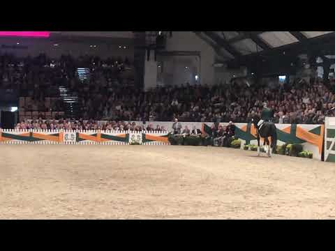 Freiherr von Stein (Millenium x Perechlest) auf der Trakehnerhengstmarkt 2019