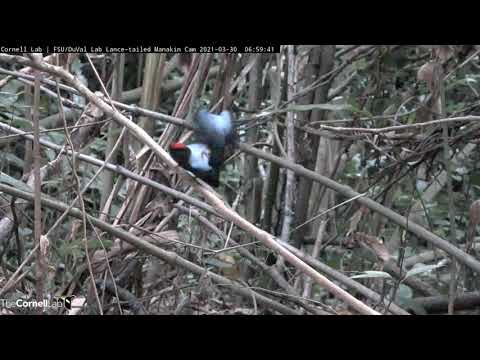 Active Display Session at the 2021 Lance-tailed Manakin Perch, March 30, 2021