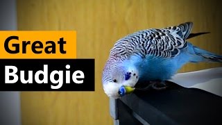 The Daily Life of a Budgie - Cookie