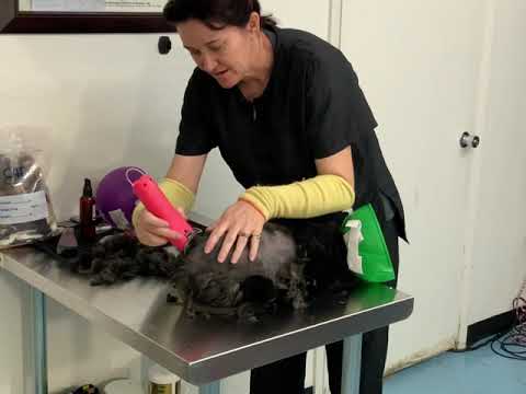 Matted cat groom tips for pros by CFMG