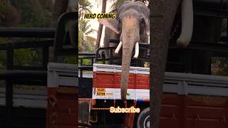 Download lagu വാ മോനെ ഇറങ്ങു അയ്യമ്പിളി തേവരുടെ തിടമ്പ് ഏറ്റാൻ 🥰🥰🥰 #viralvideo #subscribe #elephant #subscribers mp3