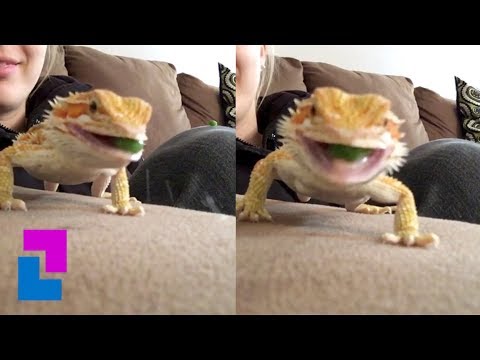 JAK MOŻNA TAK SŁODKO ZJADAĆ GROSZEK?!