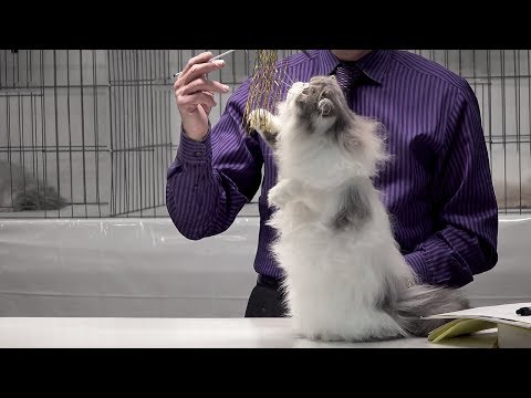 CFA International Cat Show 2017 - BiColor Persian kittens - set 5