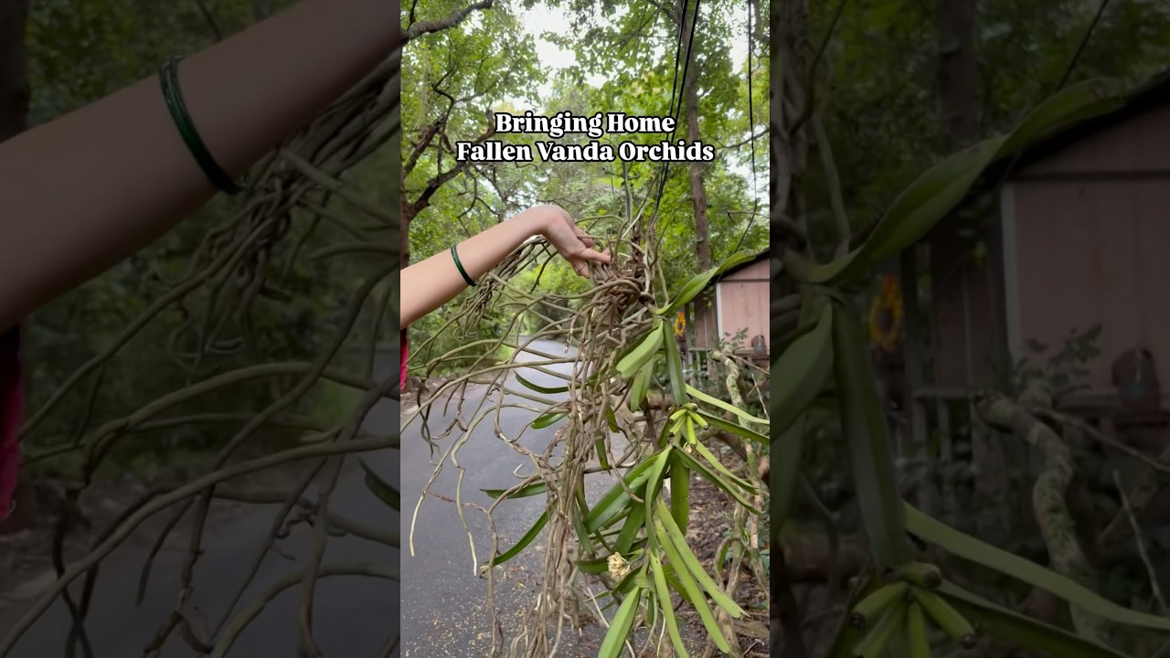 Rescuing fallen Vanda orchids #orchids