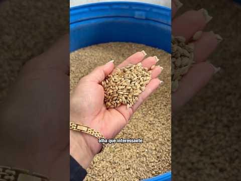 Conhecemos uma fábrica de cervejas artesanais. Em Cavalcante- Goiás