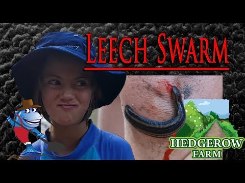 Tiger Snake less scary than the Leech Swarm while prospecting for gold sapphires garnets with kids Video