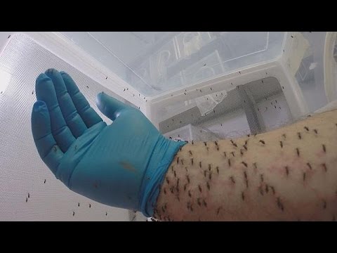 Che sia migliore da helminths per bambini Specie di vermi in muscoli della persona
