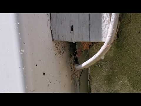 Ants Squeezing Through Gaps in Howell, NJ