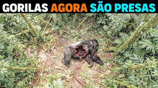 🚨 AGORA: O Predador que está DEVORANDO GORILAS ADULTOS no Congo