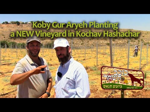 Koby Gur Aryeh Planting a NEW Vineyard in Kochav Hashachar