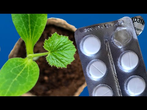 I'm stunned! 1 Tablet Makes Any Seedling Get Fat and Actively Develop! Seedling Chunky!