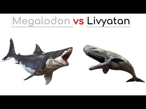 Megalodon vs Livyatan 2018