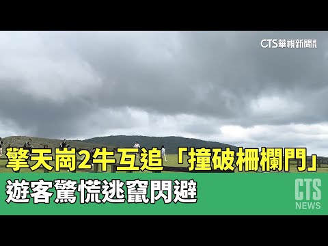 擎天崗2牛互追「撞破柵欄門」　遊客驚慌逃竄閃避